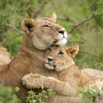 Kenya safaris