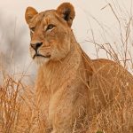 Kenya Tanzania budget trip