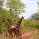 Kenya Tanzania road trip