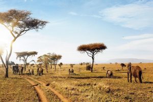 masai mara trips