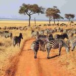 vacation safari Kenya
