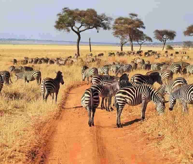 vacation safari Kenya