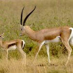 safari tour kenya tanzania