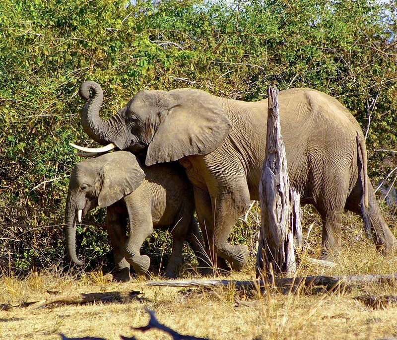 budget safari Kenya