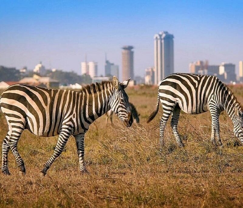 nairobi national park safari