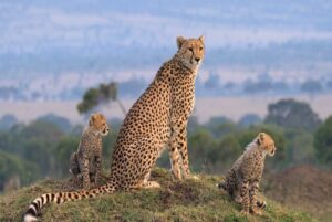 Kenya Road Safaris