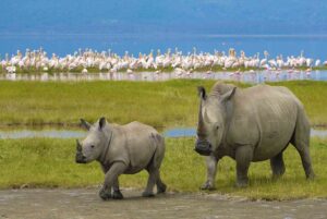 lake nakuru day trip