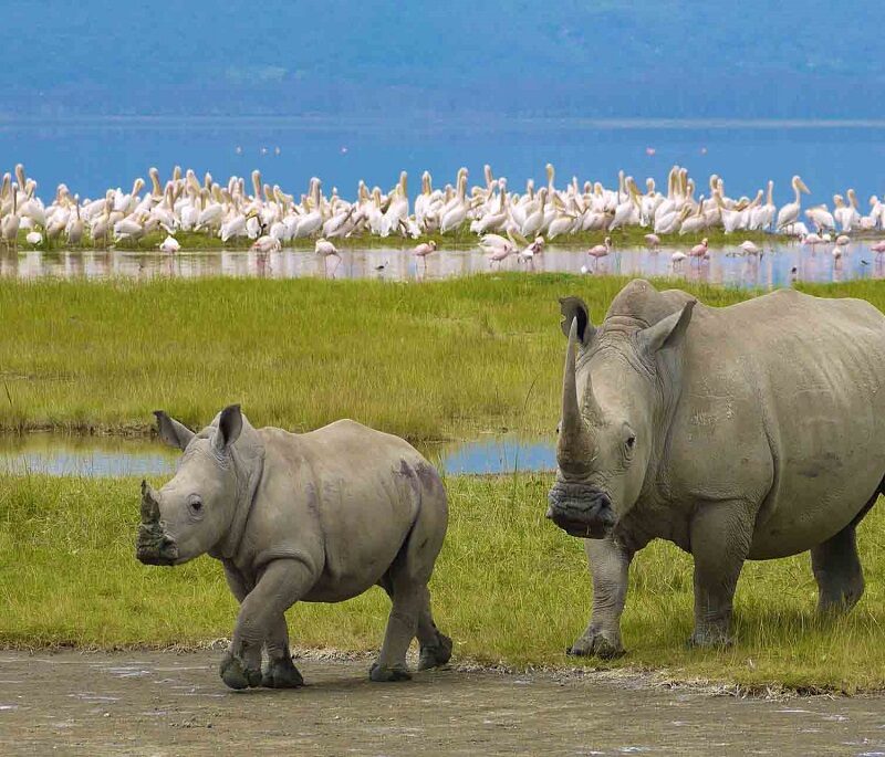 lake nakuru day trip