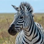 amboseli air safari