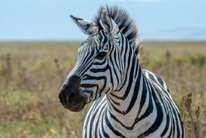amboseli air safari