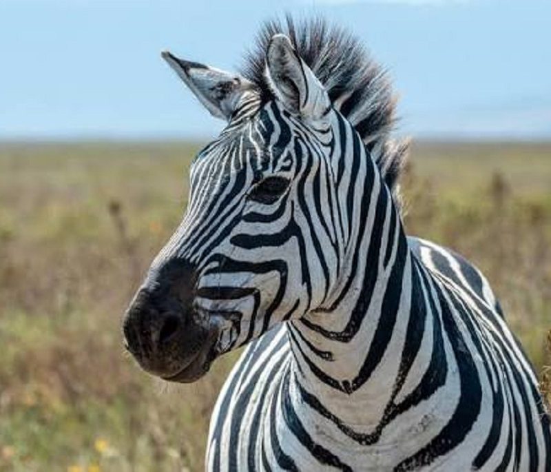amboseli air safari