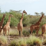 giraff-centre-nairobi