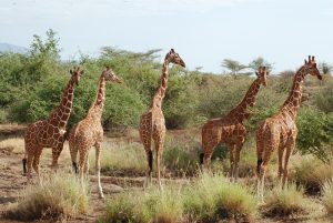 giraff-centre-nairobi