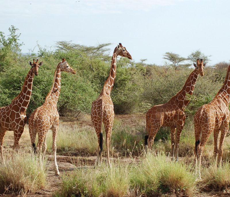 giraff-centre-nairobi
