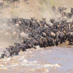 masai mara air safari