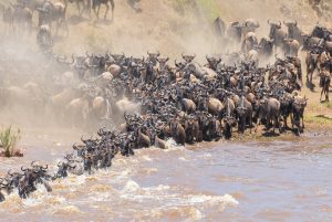 masai mara air safari