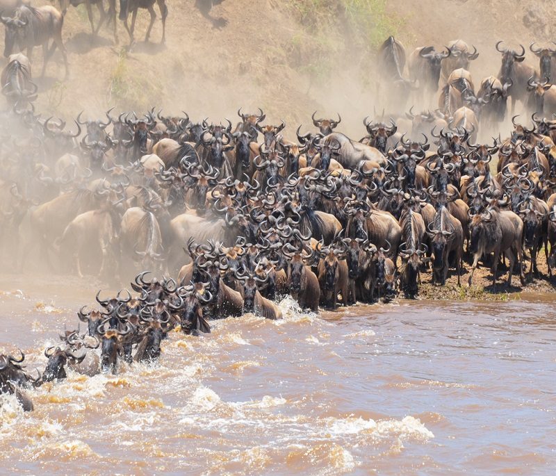 masai mara air safari