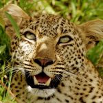 masai mara and amboseli air safaris