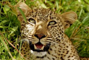 masai mara and amboseli air safaris