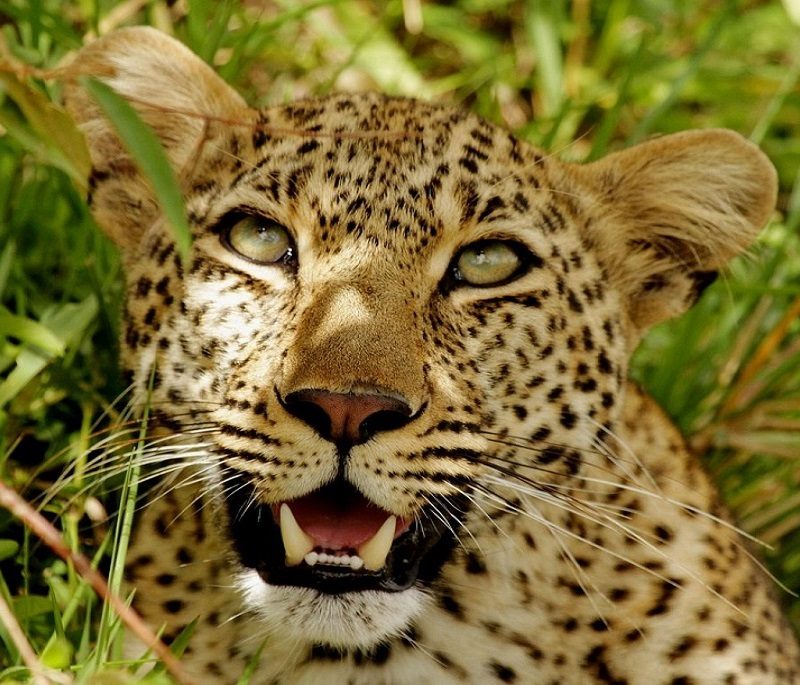 masai mara and amboseli air safaris