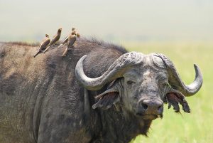 4-days masai mara and lake nakuru group safari