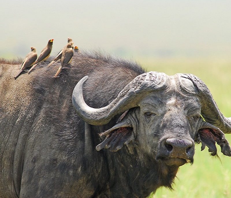 4-days masai mara and lake nakuru group safari