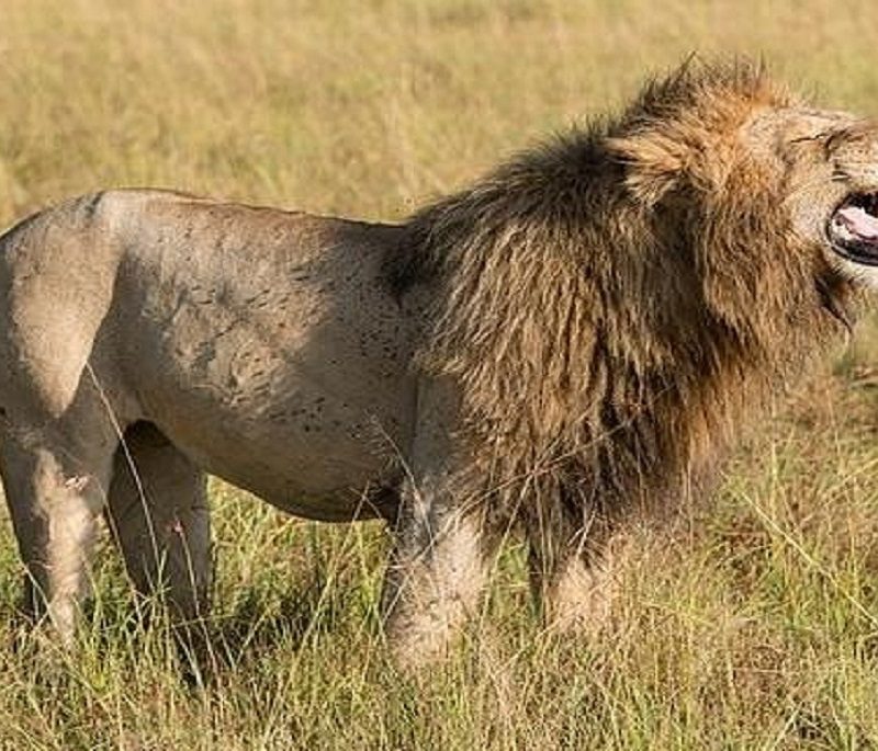 african safari kenya tanzania