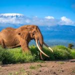 amboseli budget safari