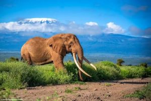 amboseli budget safari