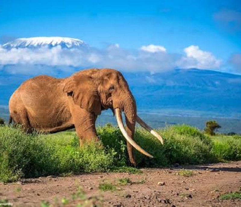 amboseli budget safari