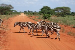 budget safari kenya