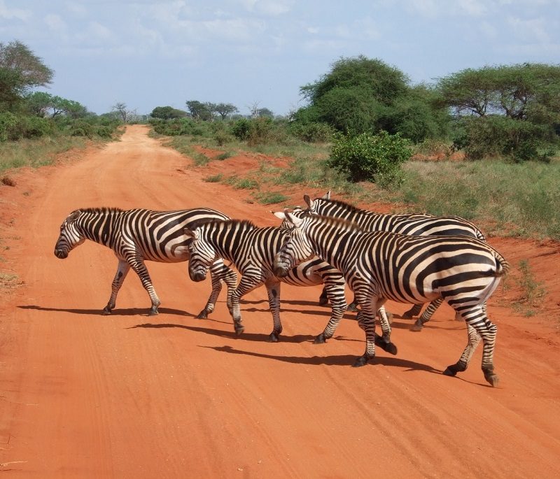 budget safari kenya