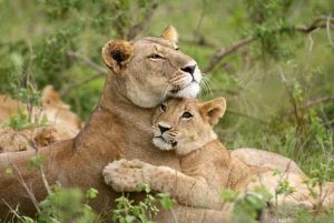 kenya tanzania mid range budget safari