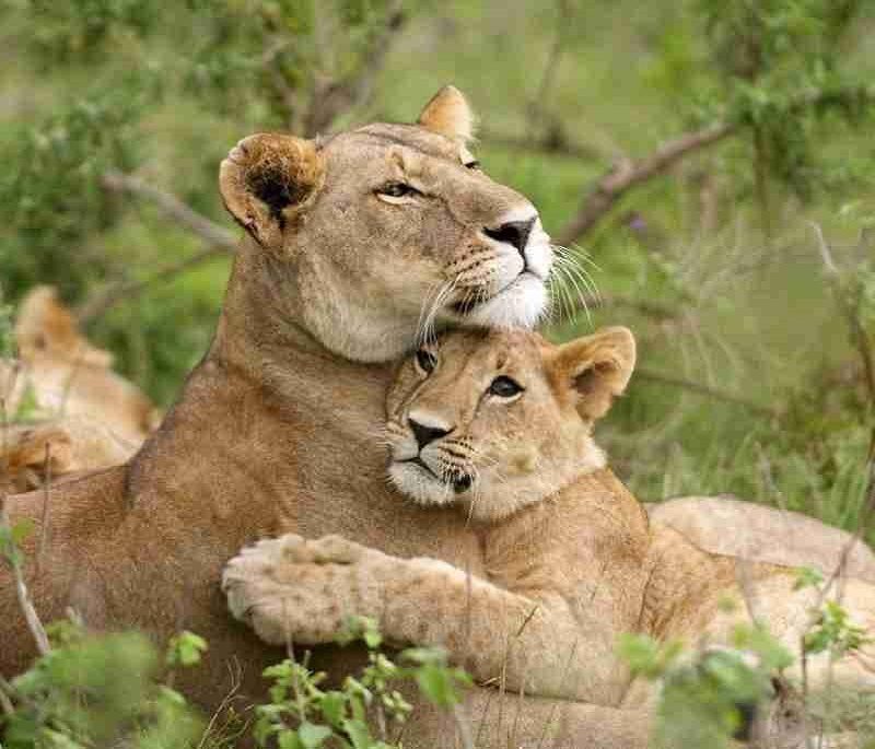 kenya tanzania mid range budget safari