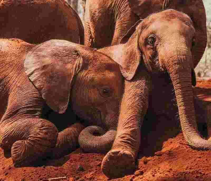 Sheldrick Elephant Orphanage Tour